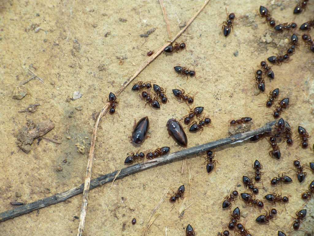 Tettigometridae presso formiche Crematogaster sordidula